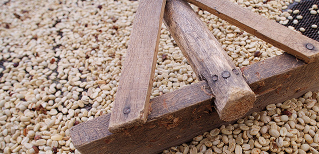 Industri kopi di tempat kelahirannya