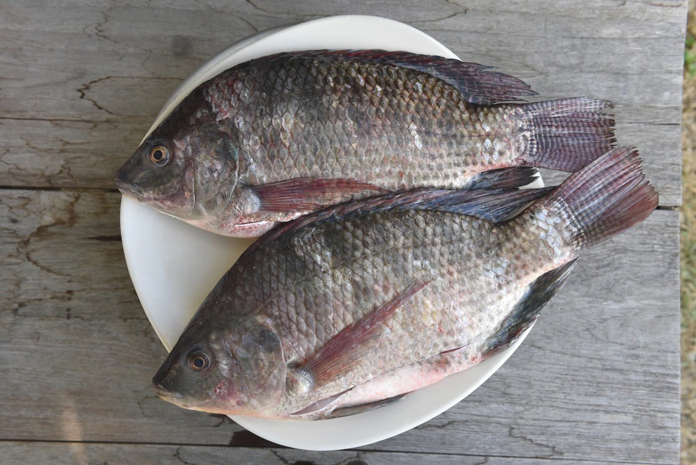 Kandungan Gizi Ikan Mujair