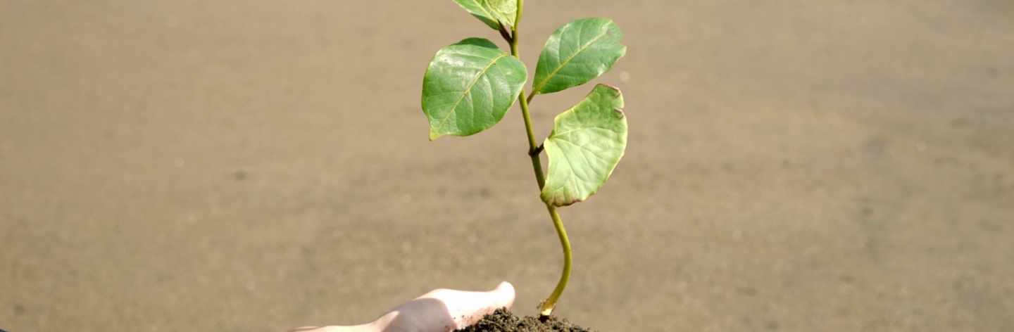 Mengenal Manfaat Penanaman Mangrove untuk Lingkungan