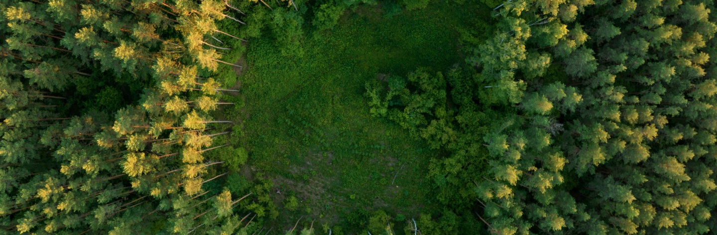 Dampak deforestasi hutan dan cara menghentikannya