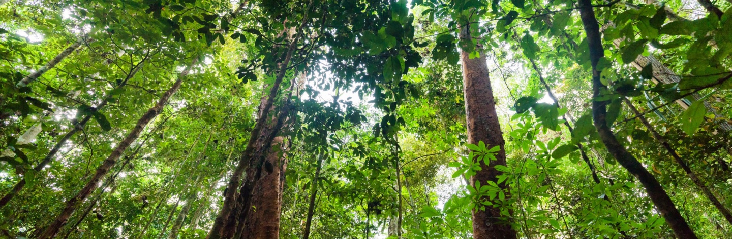 Forest positive, langkah menuju keseimbangan