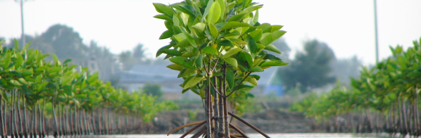Manfaat hutan mangrove