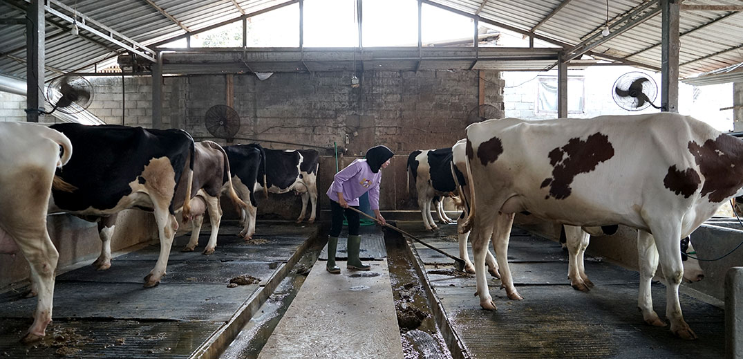Dairy Med