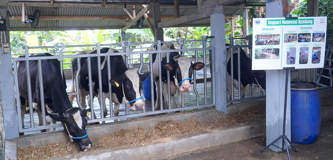 Kandang_sapi