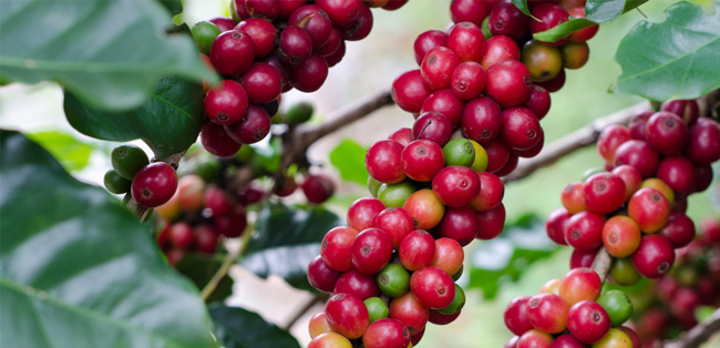 biji kopi