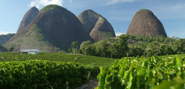 perkebunan kopi di Brasil
