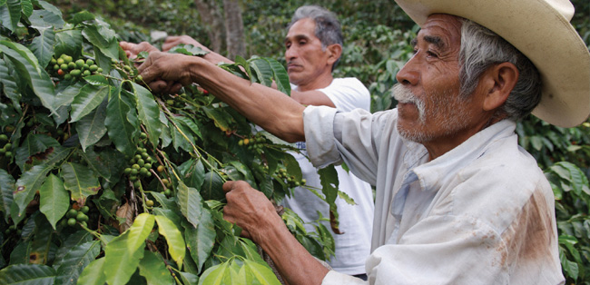 petani memanen biji kopi