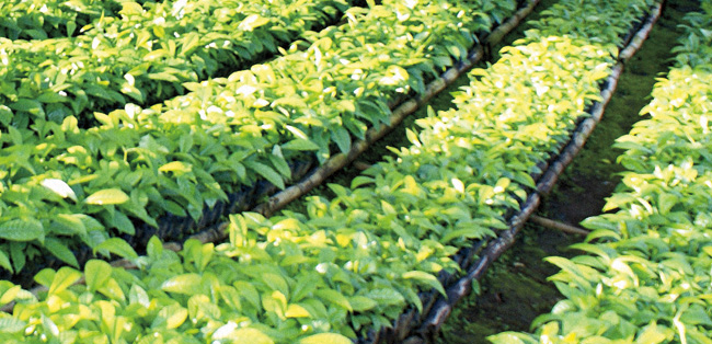 bibit tanaman kopi dengan produktivitas tinggi