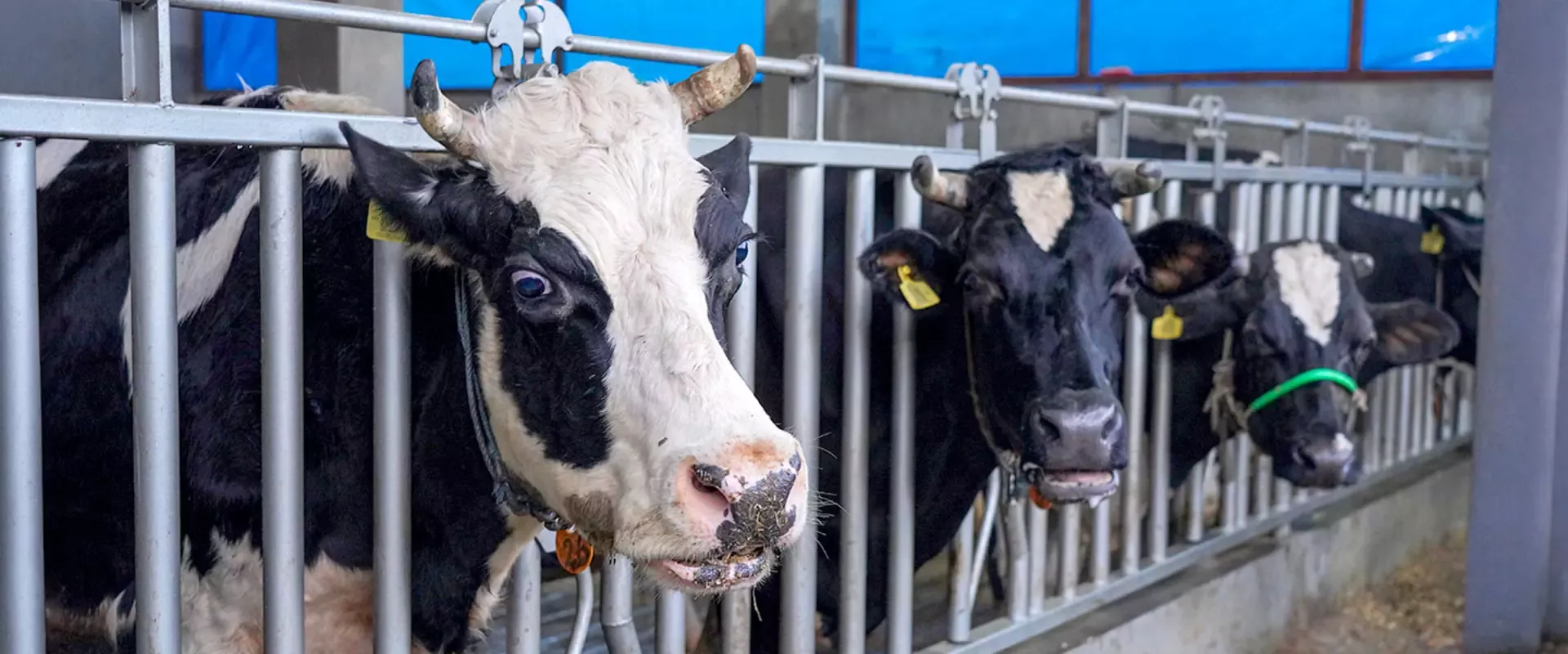 dairy