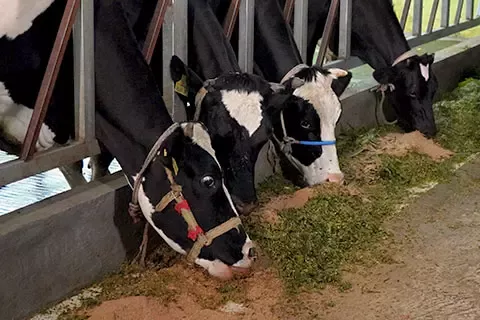 cow