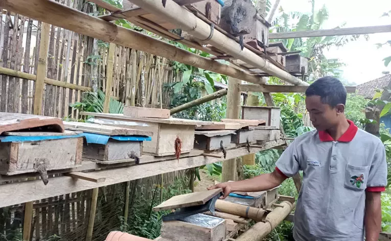 Sarang Lebah