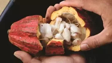 Green Prosperity - Sustainable Cocoa Production Program untuk Mengembangkan Sektor Kakao di Indonesia